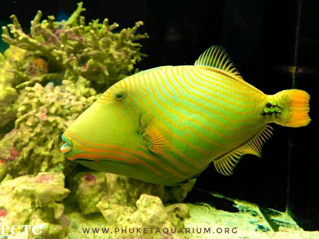 aquaria-phuket-1050.jpg