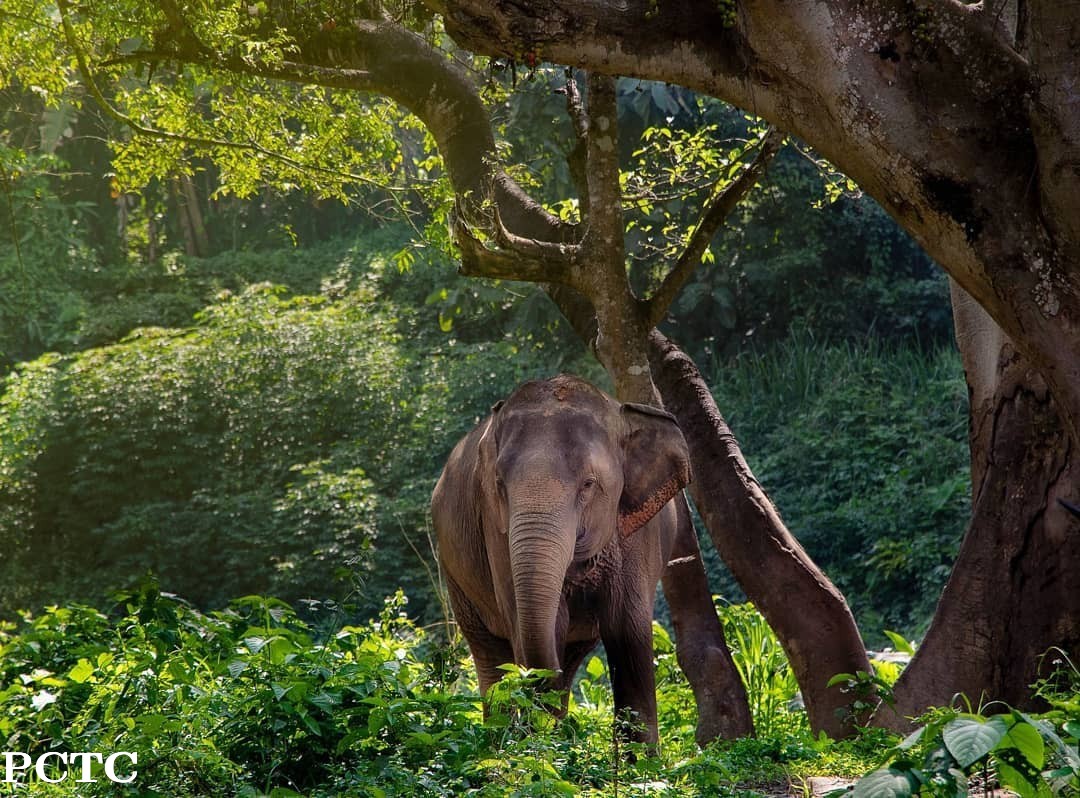 elephant-jungle-sanctuary-pattaya-1977.jpg