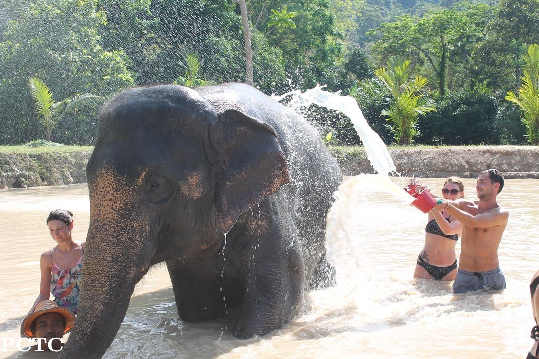 green-elephant-sanctuary-park-phuket-4892.jpg