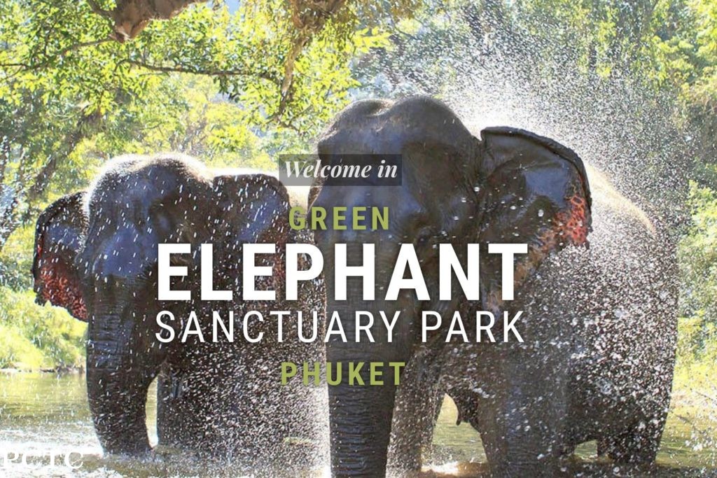 green-elephant-sanctuary-park-phuket-7191.jpeg