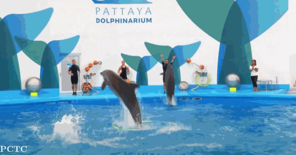 pattaya-dolphinarium-1607.png