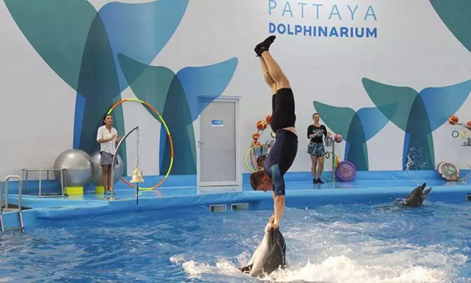 pattaya-dolphinarium-3680.webp