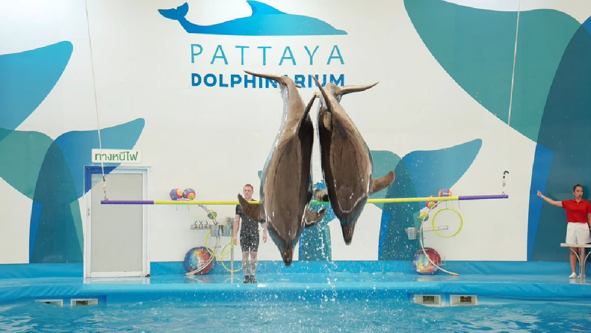 pattaya-dolphinarium-3995.webp