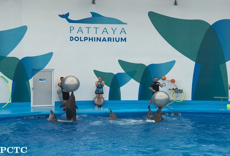 pattaya-dolphinarium-7107.jpg