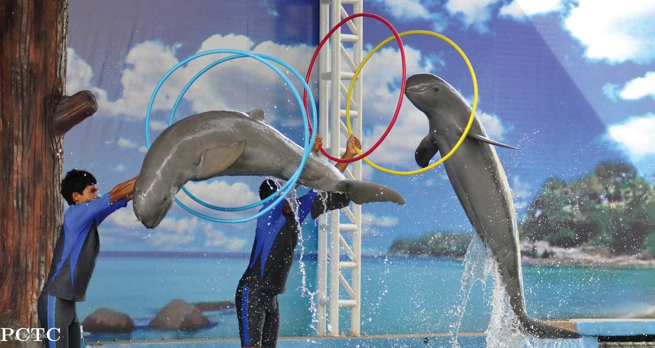 pattaya-dolphinarium-8542.jpg