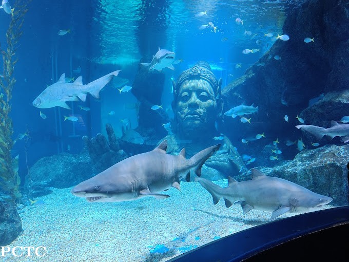 sea-life-ocean-world-bangkok-7086.jpg