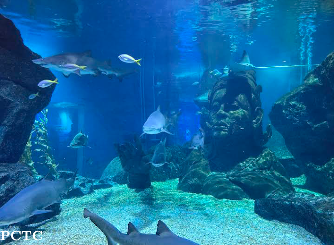 sea-life-ocean-world-bangkok-7184.png