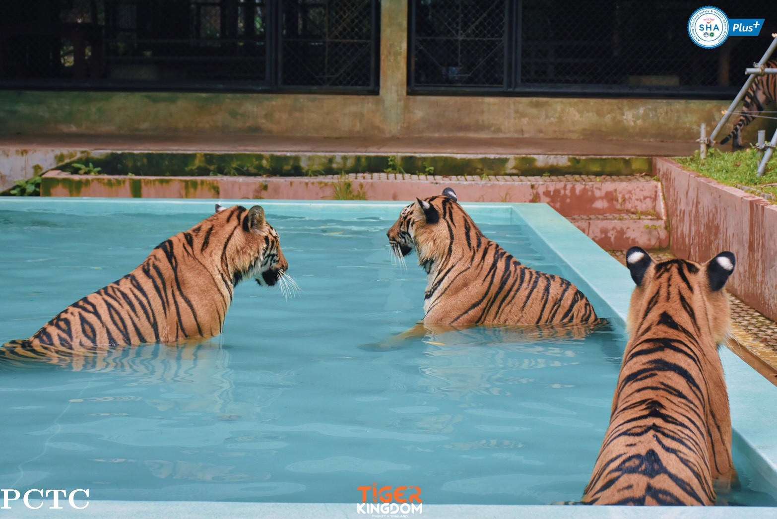 tiger-kingdom-phuket-2321.jpg