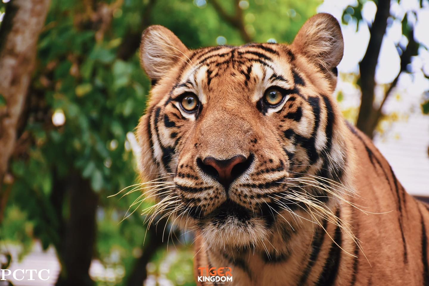 tiger-kingdom-phuket-3092.jpg