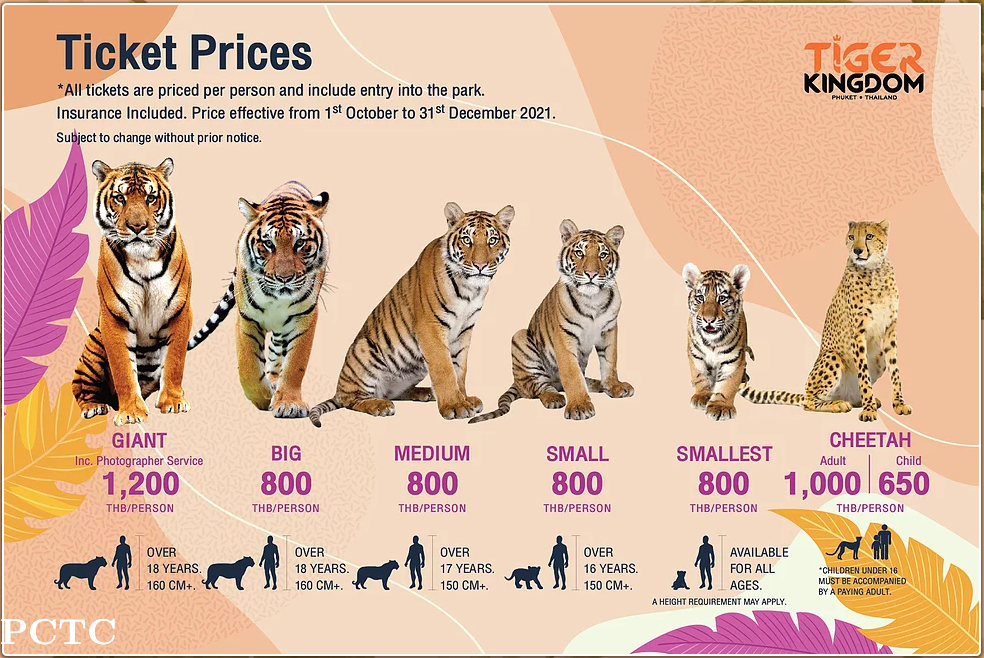 tiger-kingdom-phuket-4432.png