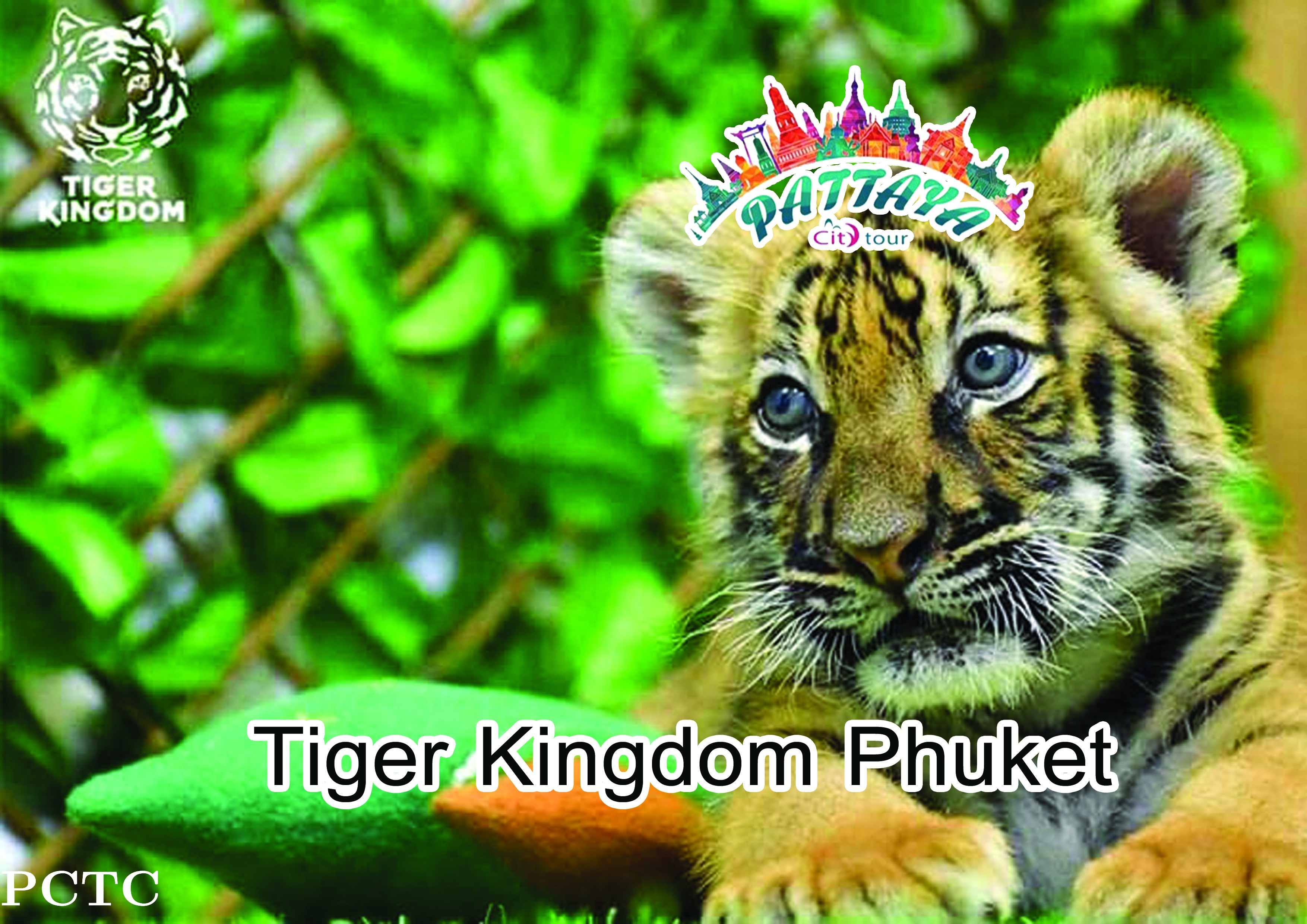 tiger-kingdom-phuket-9575.jpeg