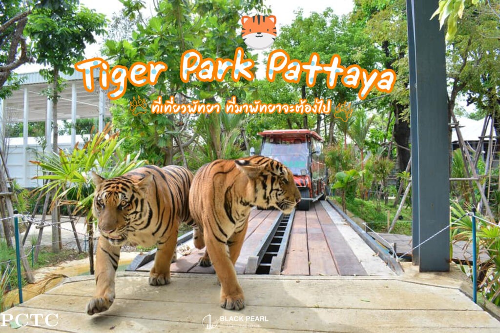 tiger-park-pattaya-1605.jpg