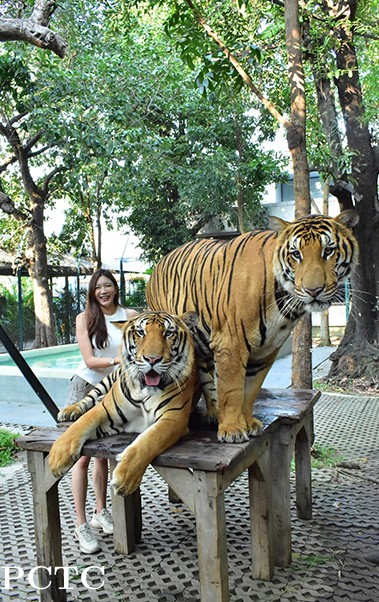 tiger-park-pattaya-3410.jpg