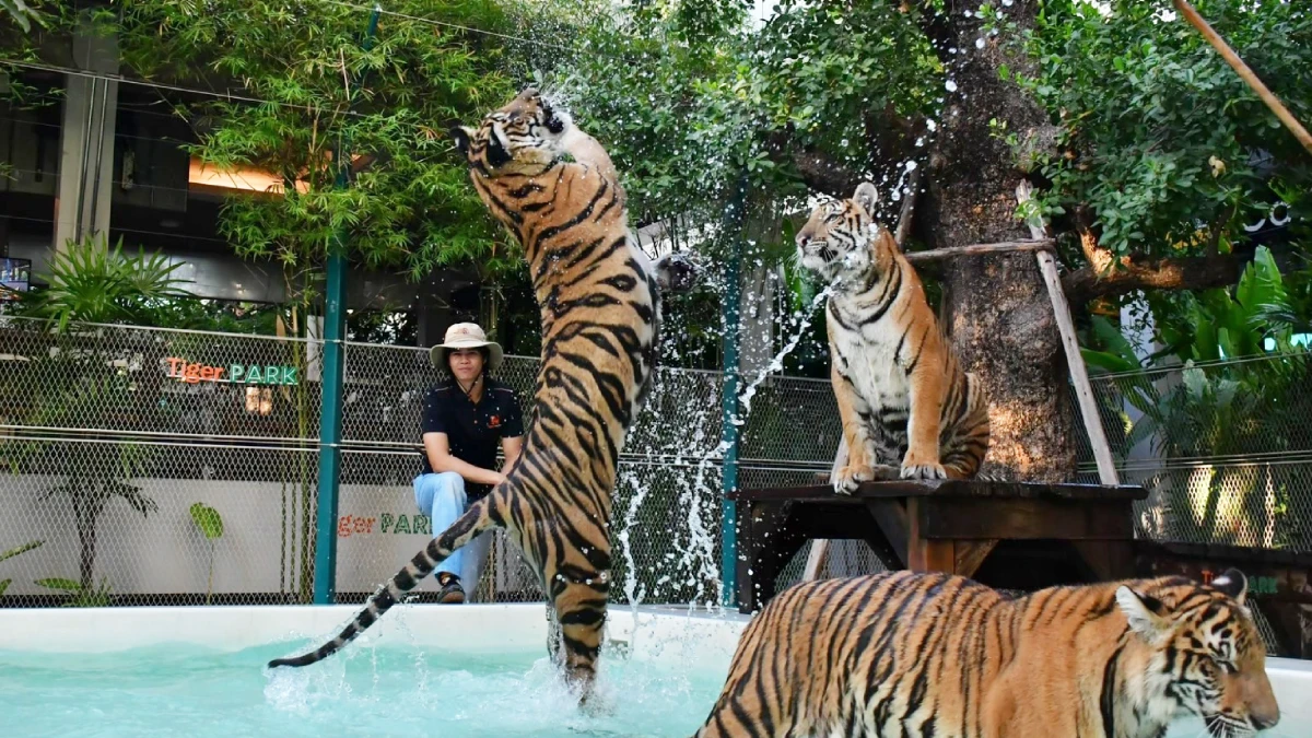 tiger-park-pattaya-3442.webp