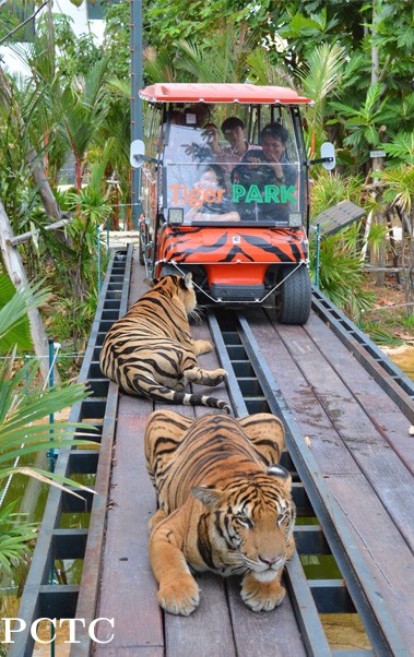 tiger-park-pattaya-9295.jpg