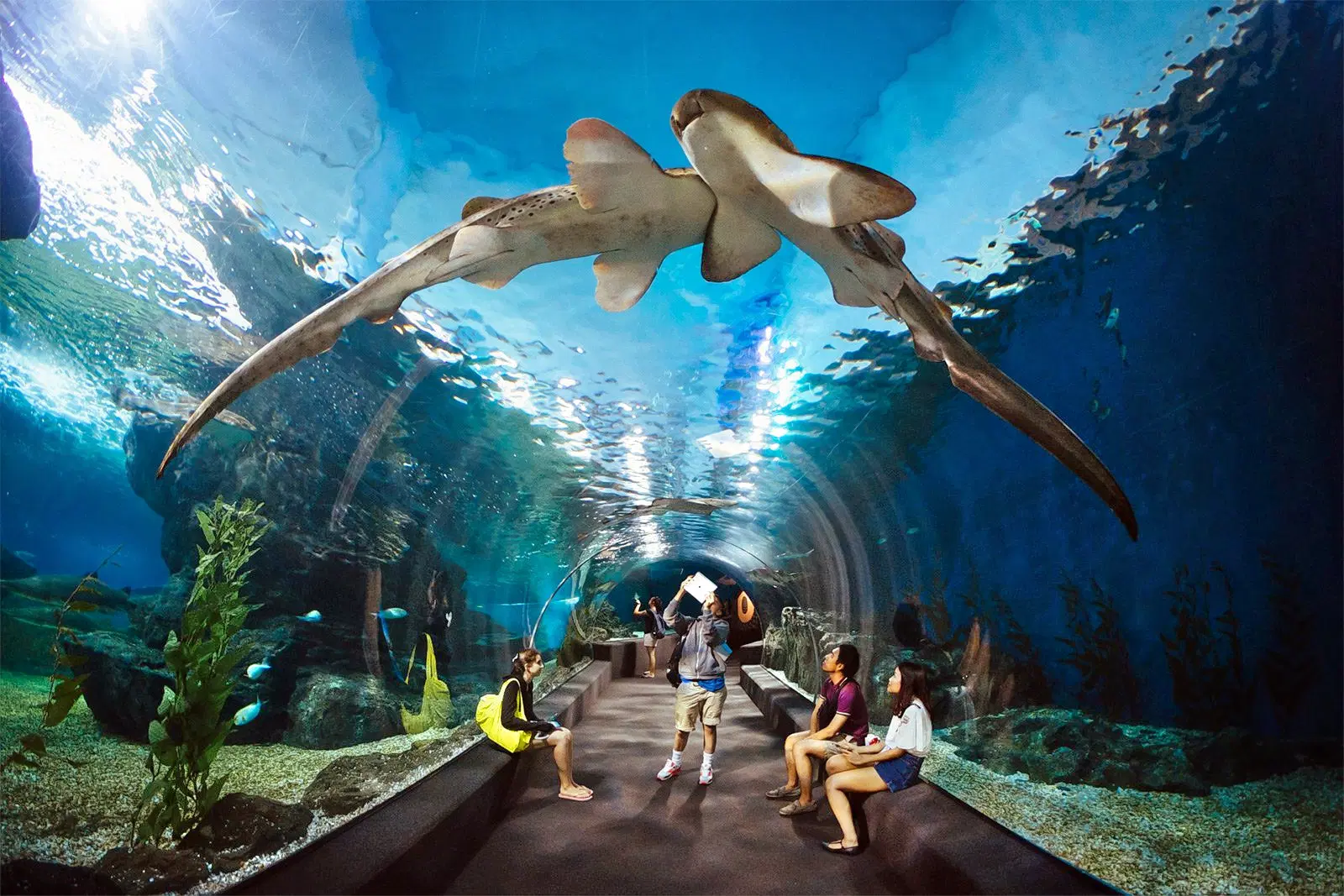 underwater-world-pattaya-3156.webp