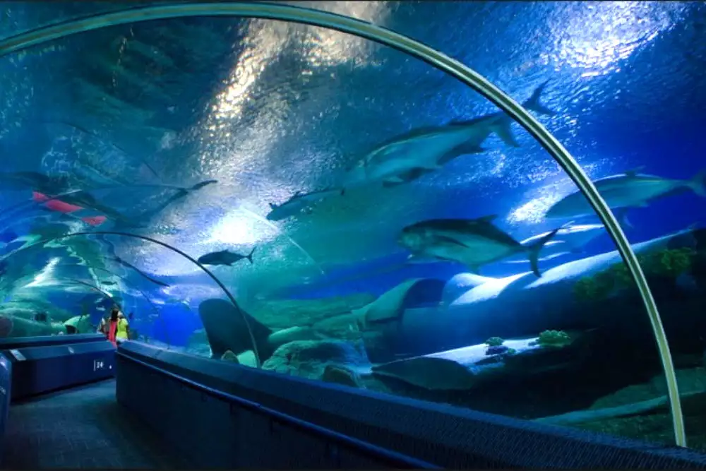 underwater-world-pattaya-3909.webp