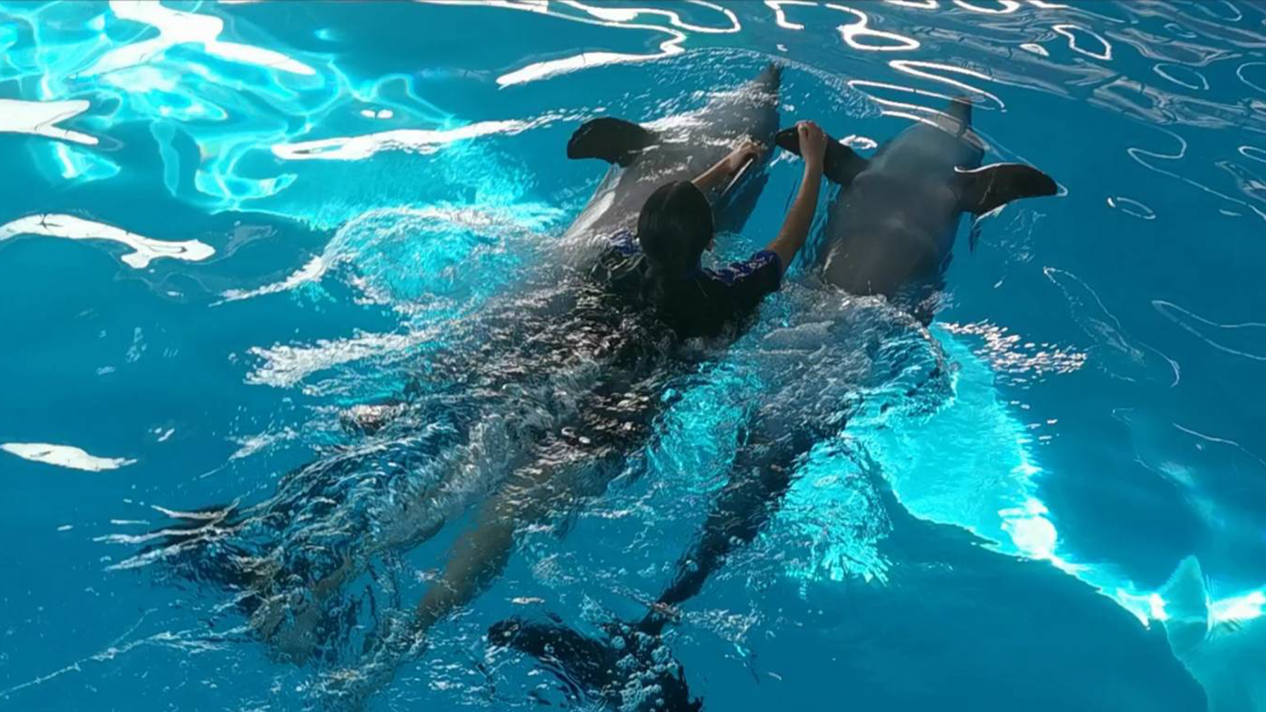 Swimming With Dolphin