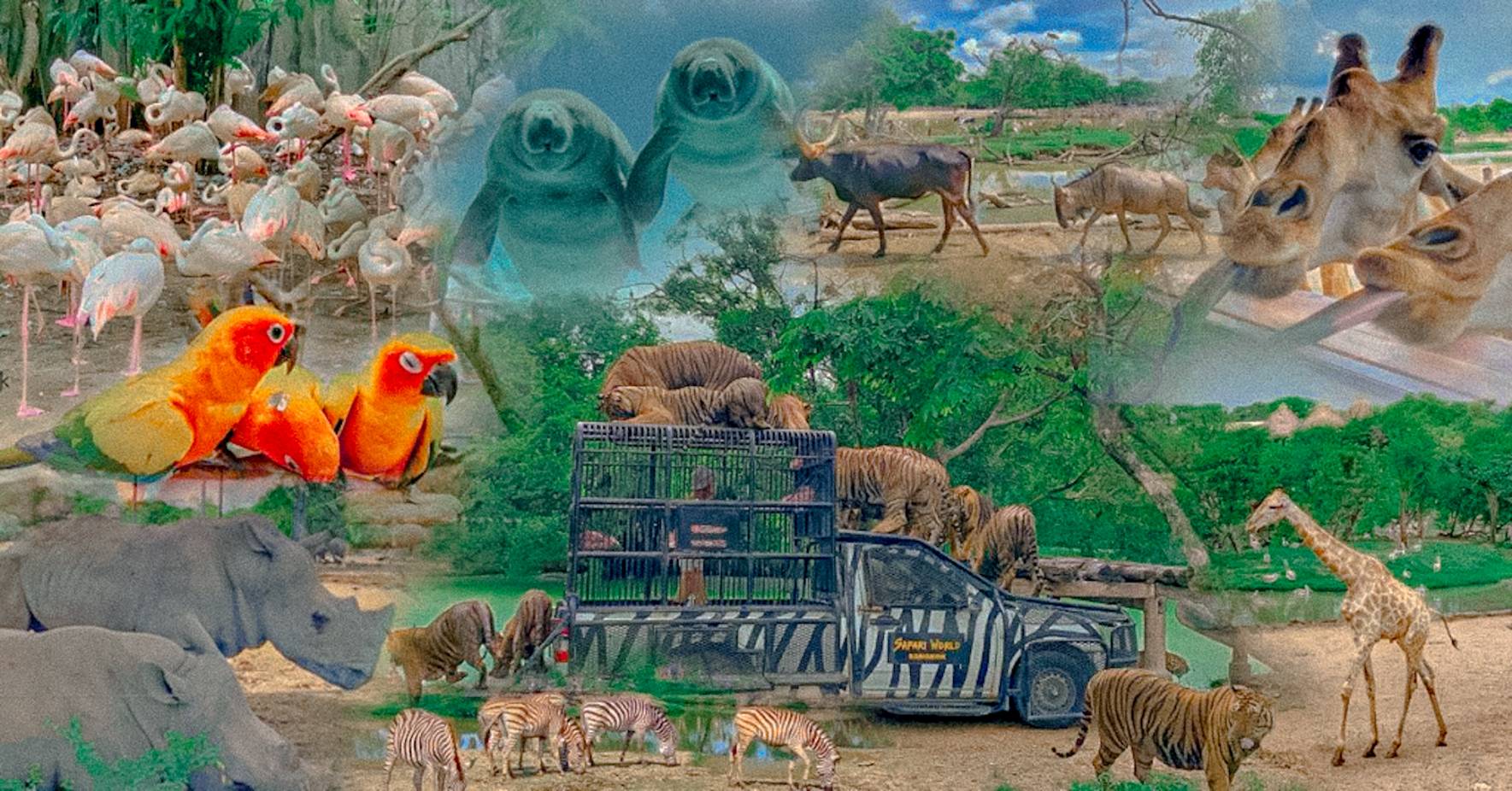 Package - B - Marine Park Ticket + Buffet Lunch image