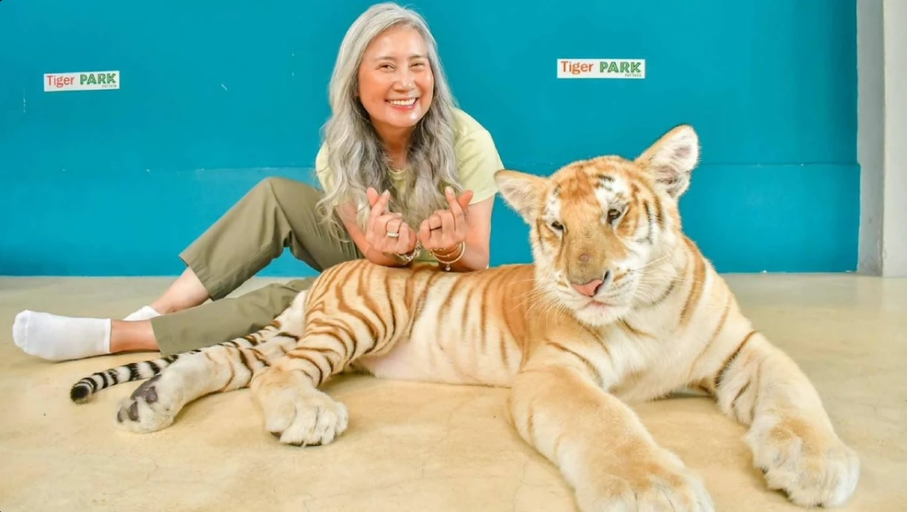 Golden Tabby Tiger Ticket image