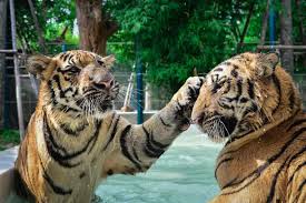 Program : 2 - Tiger Park - Medium Tiger With Photo + Big Buddha View Point + Chalong Temple + Take Photo With Elephant Baby + Cashew Nut Factory + Honey Farm + Coffee Break & Souvenir Shop + SIC Hotel Transfer image