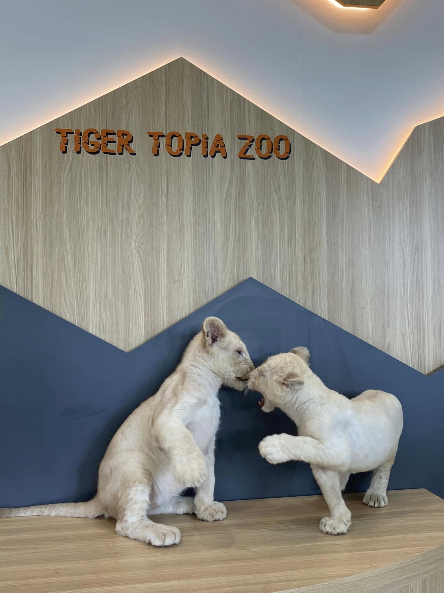 Photo With White Lion image