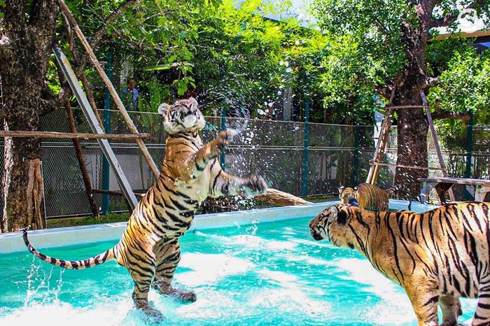 Play 3 - Big + Smallest + Medium or Small Tiger Ticket image