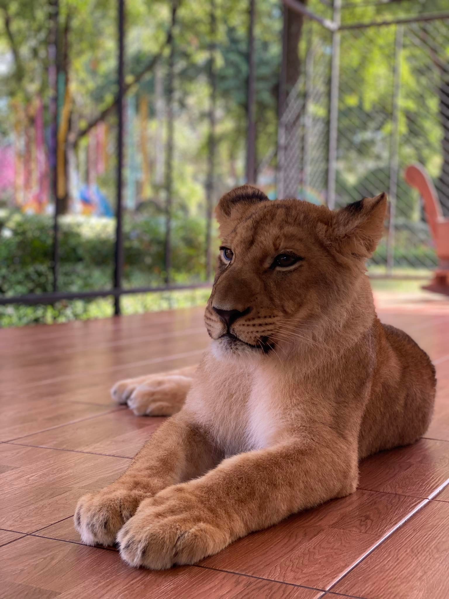 Photo With Lion image