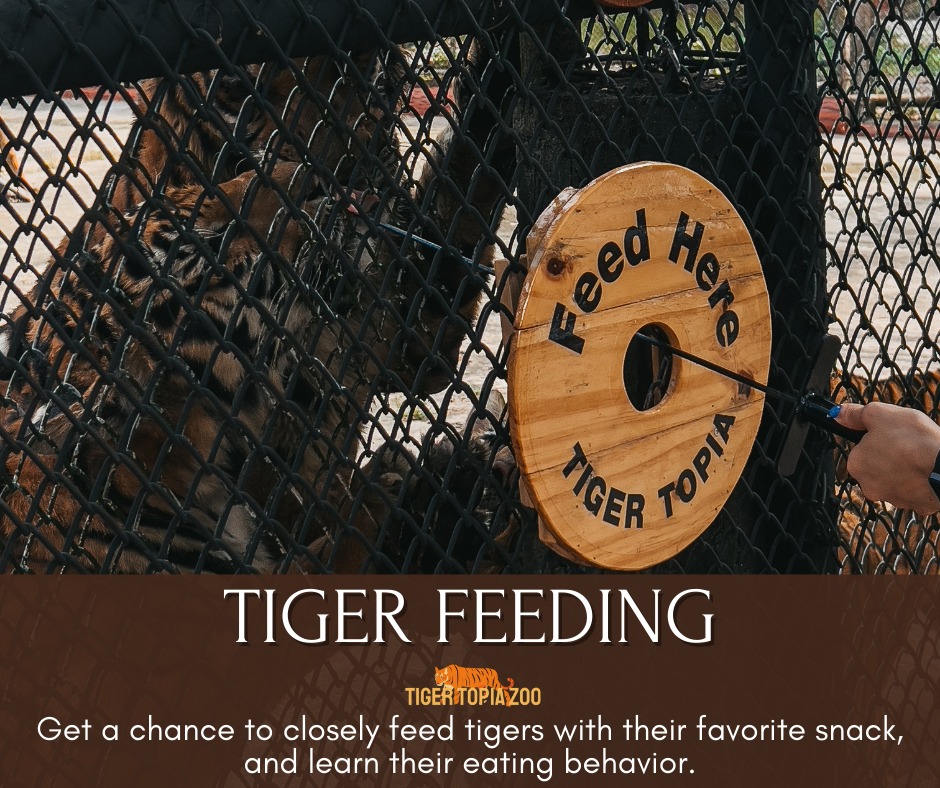 Feeding Tiger in Tour image