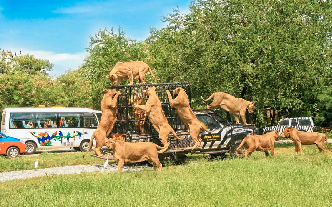 Package - E - Safari Park Ticket image