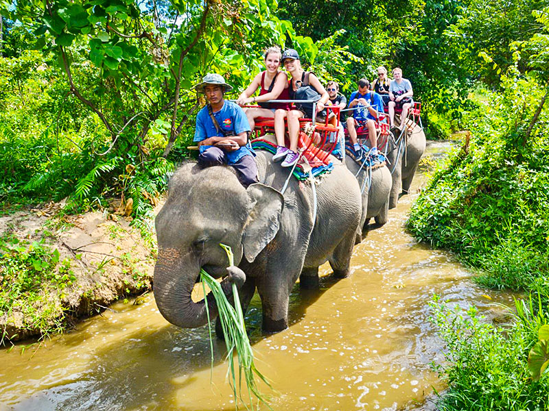 60 Minutes Elephant Trekking + Hotel Transfer image
